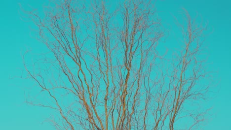 Bare-tree-on-sky-background