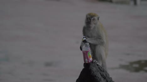 In-Batu-Caves-on-stone-sits-a-monkey-and-drinking-from-a-plastic-bottle