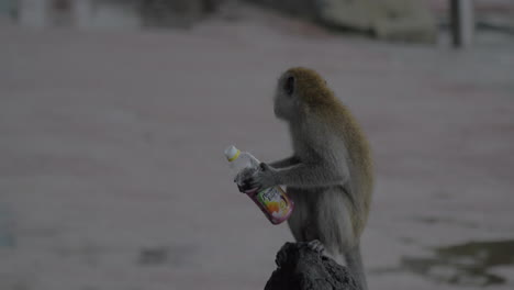 Monkey-with-empty-plastic-bottle
