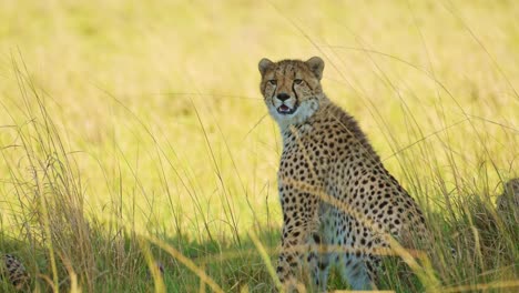 Slow-Motion-Shot-of-Cheetah-alone-under-the-shade-of-an-acacia-tree-cooling-down,-away-from-bright-Kenyan-sunshine,-African-Wildlife-in-Maasai-Mara,-Kenya,-Africa-Safari-Animals-in-Masai-Mara
