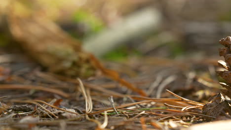 Close-up-of-pine-cones-on-forest-ground-in-sunlight