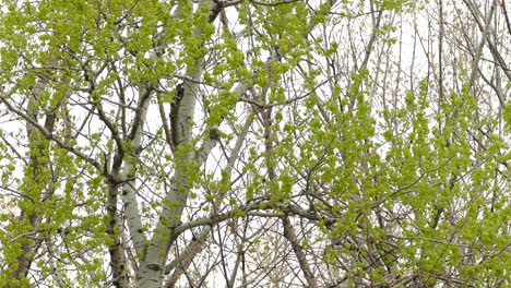 Small-birds-hunt-on-a-birch-with-fresh-green-spring-leaves