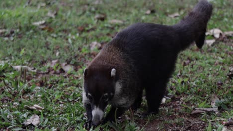 A-single-white-nosed-coati-or-coatimundi-digging-in-the-ground-while-looking-for-food,-in-the-wilderness-in-a-tropical-rainforest,-Monteverde,-Costa-Rica