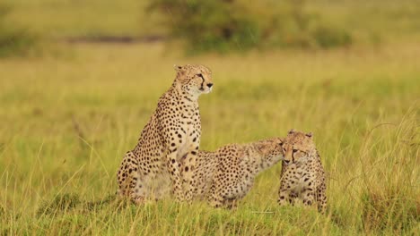 Slow-Motion-Shot-of-Young-Cheetahs-walking-side-by-side-in-lush-grass-landscape-scenery-of-Masai-Mara-North-Conservancy,-African-Wildlife-in-Maasai-Mara-National-Reserve,-Kenya,-Africa-Safari-Animals