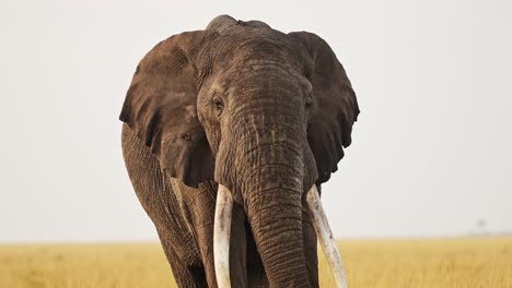Portrait-of-Elephant-big-5-five-standing-facing-camera-alone-not-moving,-African-Wildlife-in-Maasai-Mara-National-Reserve,-Kenya,-Africa-Safari-Animals-in-Masai-Mara-North-Conservancy