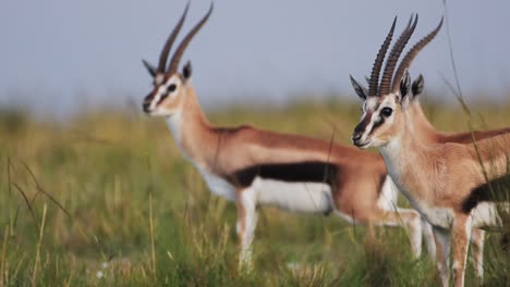 Thomson-Gazelle-Ruht-Und-Streckt-Sich-In-Der-Natürlichen-Wildnis-Der-Savanne,-Afrika,-Safaritiere-In-Der-Masai-Mara,-Afrikanische-Tierwelt-Im-Masai-Mara-Nationalreservat