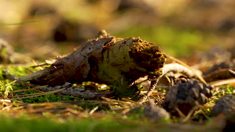 Close-up-of-a-decaying-log-and-pine-cones-on-a-forest-floor