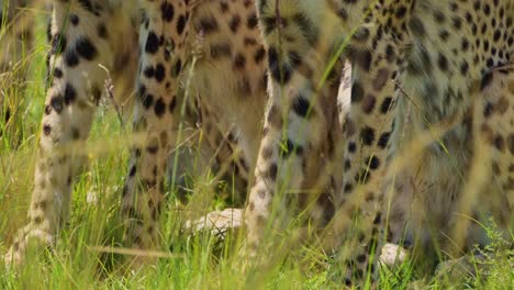 Close-shot-of-Cheetah-legs-in-Maasai-Mara-national-reserve-showing-beautiful-pattern-markings-and-spots,-African-Wildlife-in-Kenya,-Africa-Safari-Animals-in-Masai-Mara-North-Conservancy
