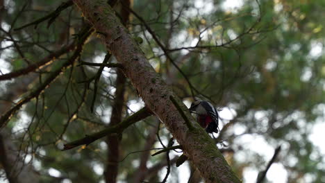 Woodpecker-pecking-on-a-tree-branch-in-a-dense-forest