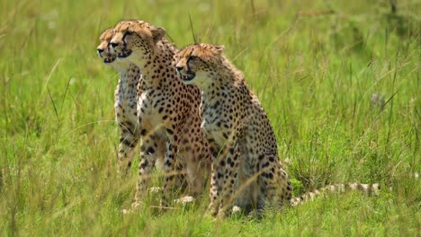 3-three-Cheetahs-turning-heads-and-searching-for-prey,-hunting-as-a-pack,-teamwork,-African-Wildlife-in-Maasai-Mara-National-Reserve,-Kenya,-Africa-Safari-Animals