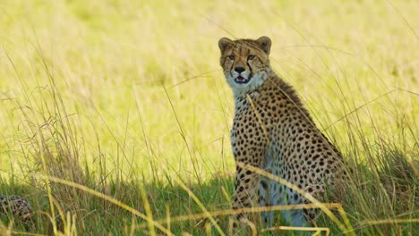 Slow-Motion-Shot-of-Cheetah-alone-under-the-shade-of-an-acacia-tree-cooling-down,-away-from-bright-Kenyan-sunshine,-African-Wildlife-in-Maasai-Mara,-Kenya,-Africa-Safari-Animals-in-Masai-Mara
