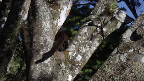 A-single-white-nosed-coati-climbing-a-tree-in-the-wilderness-in-a-tropical-rainforest,-Costa-Rica,-Monteverde