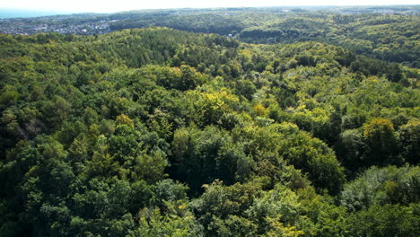 Lush-green-forest-canopy-from-above,-showcasing-nature's-texture