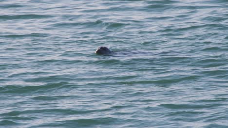 Head-of-submerged-seal-visible-above-flowing-sea-water