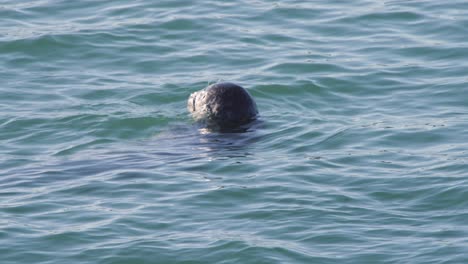 Harbor-seal-in-sea-water,-turning-its-head-around-to-look-back