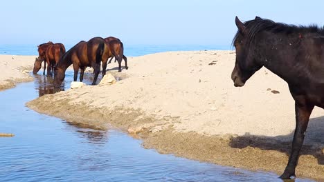 Wild-Horses-Quench-Their-Thirst-on-a-Canal-Beach-Near-the-Seaside,-Capturing-the-Serenity-of-Nature's-Harmony