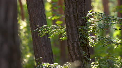 Sunlit-forest-scene-with-close-up-on-pine-tree-branches