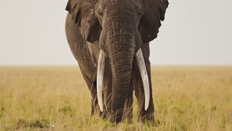 Large-elephant-face-on-towards-the-camera-with-big-ears-flapping-on-desolate-savannah-plains,-African-Wildlife-in-Maasai-Mara-National-Reserve,-Kenya,-Africa-Safari-Animals-in-Masai-Mara