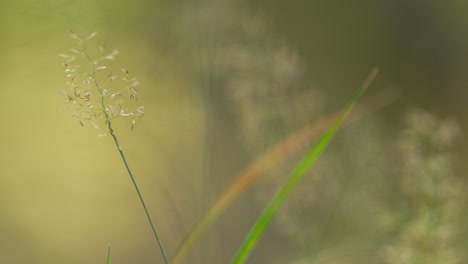 Macro-shot-of-a-delicate-wild-grass-flower-in-golden-light