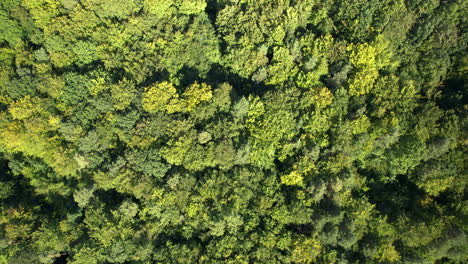 Aerial-view-of-dense-forest-canopy-showing-a-tapestry-of-green-and-yellow-foliage