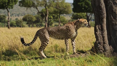 Slow-Motion-of-Africa-Wildlife-Safari-Animal,-a-Beautiful-Cheetah-Walking-the-Savanna-in-maasai-Mara-National-Reserve-in-Kenya,-Africa,-Close-Up-Low-Angle-Shot-Looking-Around-for-Prey-While-Hunting