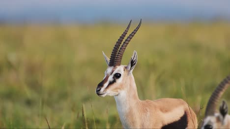 Die-Thomson-Gazelle-Blickt-In-Die-Kamera-Und-Bietet-Eine-Zentrale-Komposition-In-Der-Wildnis-Und-Den-Graslandschaften-Des-Masai-Mara-Nationalreservats,-Afrika-Safaritiere-In-Der-Afrikanischen-Tierwelt-Der-Masai-Mara,-Kenia