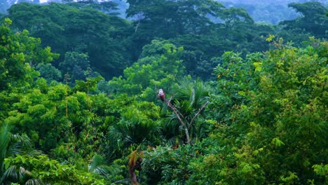 Adler-Im-Tiefgrünen-Regenwald-Von-Bangladesch