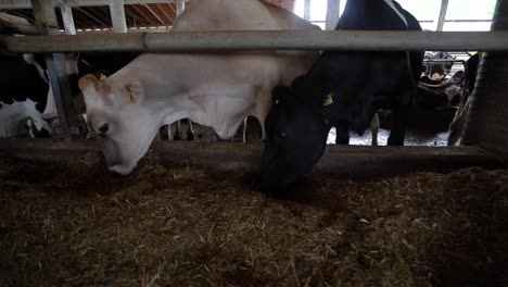 Cows-Grazing-on-Straw-in-a-Stall,-Showcasing-the-Industrial-Production-of-Fresh-and-Natural-Dairy-Delights,-Farm-to-Table