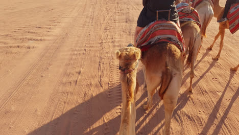 First-person-point-of-view-riding-camel-in-pack-along-desert-tracks