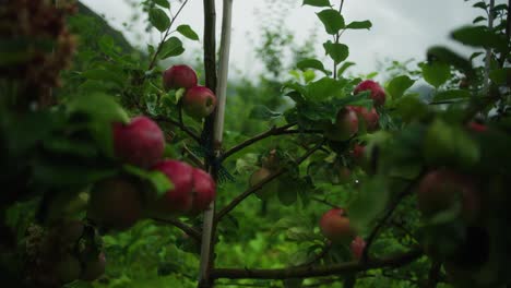 Wide-shot-of-apples-on-the-vine-in-mountain-orchard