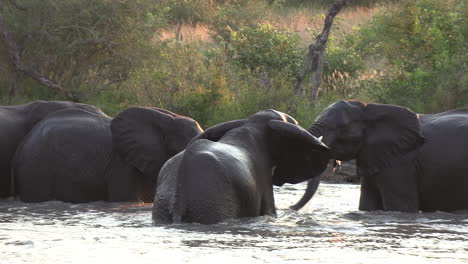 A-family-of-elephants-cools-themselves-from-the-African-sun-while-playing-in-the-water