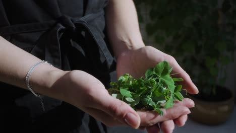 Person,-Die-Mikrogrünen-Salat-In-Händen-Hält