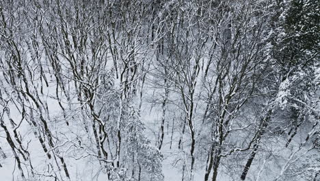Drone-shot-flying-slowly-over-snow-covered-trees