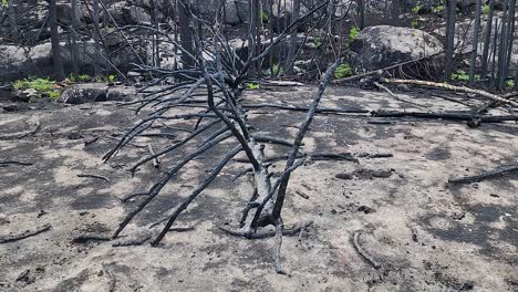 Close-up-of-blackened,-charred-tree-as-result-of-wildfire,-Climate-change