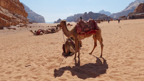 Side-view-of-Camel-and-shadow-cast-on-sand-in-Wadi-Rum-river-valley