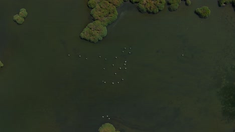 Flamingos-seen-from-above-in-shallow-water-of-a-lagoon-savannah