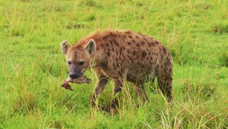 Toma-En-Cámara-Lenta-De-Hiena-Sola-Con-Presa-Caminando-Por-La-Hierba-Alta-Con-Comida-Recolectada-Para-Comer,-Fauna-Africana-En-La-Reserva-Nacional-De-Maasai-Mara,-Kenia