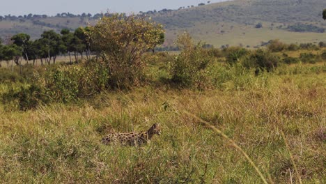 Slow-Motion-Shot-of-Serval-prowling-from-a-distance-through-tall-grass,-camouflage-against-African-landscape,-flash-of-markings,-Kenya,-Africa-Safari-Animals-in-Masai-Mara-North-Conservancy