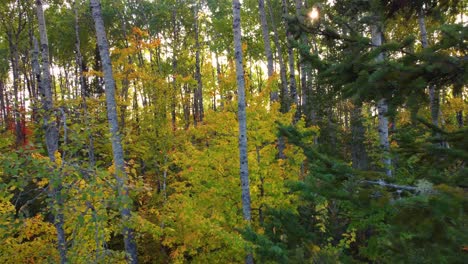 Herbstliche-Natur-Im-Wald-Des-Reserve-Faunique-La-Vérendrye,-Quebec,-Kanada
