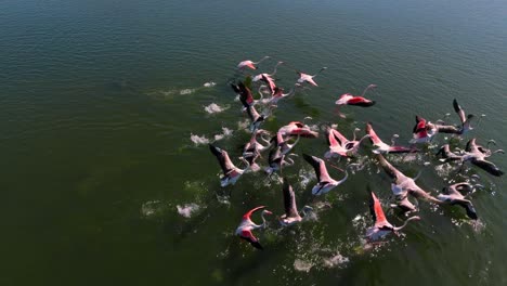 Flamingos-flying-ascending-over-a-shallow-water-lagoon-savannah