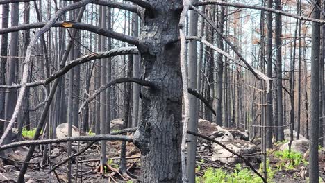 Charred-black-and-grey-barren-branches-and-empty-forest-stand-remain-after-wildfire