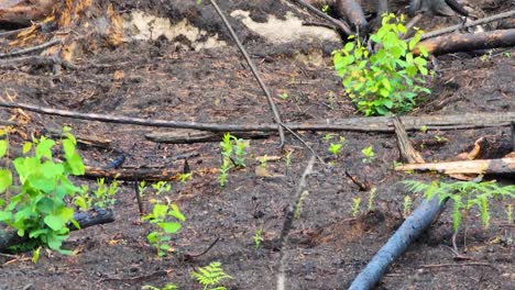 Close-up-shot-of-small-green-plants-growing-back-after-a-wildfire,-extinguished-forest-fire