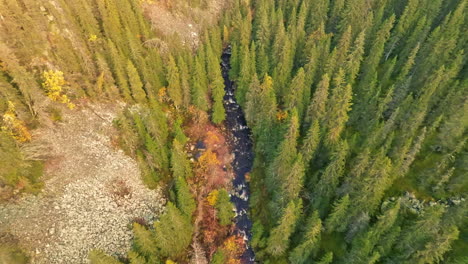 Kiefernwald-Und-Der-Felsige-Fluss-An-Einem-Sonnigen-Tag-Im-Herbst-In-Schweden