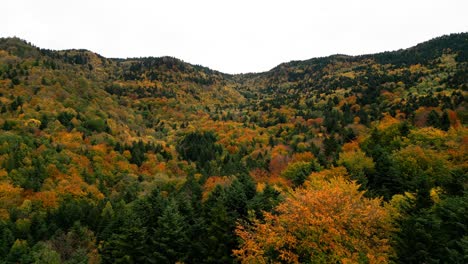 Coniferous-pines-surrounded-by-golden-yellow-larch-trees-in-beautiful-fall-mountainside