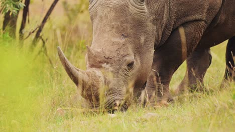 Slow-Motion-Shot-of-Rhino-grazing-in-green-savannah-grassland-in-beautiful-calming-scenery-of-massai-mara-north-conservancy,-masai-mara-african-wildlife,-africa-safari-animals
