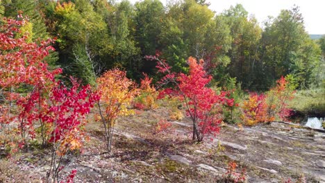 Haga-Zoom-Sobre-árboles-Con-Hojas-De-Diferentes-Colores-En-La-Reserva-Faunique-La-Vérendrye,-Québec,-Canadá.
