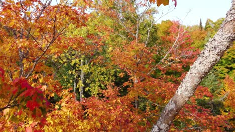 Drohne-Fliegt-Im-Herbst-Zwischen-Leuchtend-Roten-Ahornblättern-Und-Laubwäldern