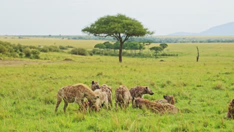 Toma-En-Cámara-Lenta-De-Un-Grupo-De-Hienas-Esparcidas-Sobre-Una-Matanza-En-Exuberantes-Praderas,-Vida-Silvestre-Africana-Alimentándose-En-El-Masai-Mara,-Kenia,-Animales-De-Safari-Africanos-Buscando-Comida-En-Masai-Mara