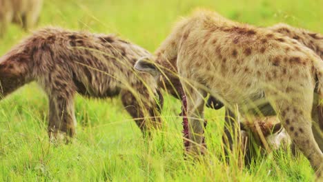 Slow-Motion-Shot-of-Close-up-of-a-group-of-Hyenas-feeding-on-a-recent-kill-among-the-tall-grass-of-the-Masai-Mara-North-Conservancy,-African-Wildlife-in-Maasai-Mara-National-Reserve,-Kenya