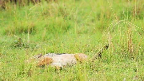 Dead-antelope-prey-lying-in-the-grass-of-the-savannah,-circle-of-life,-ecosystem-food-chain-of-African-Wildlife-in-Maasai-Mara-National-Reserve,-Kenya,-Africa-Safari-Animals-in-Masai-Mara